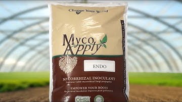 MycoApply Endo