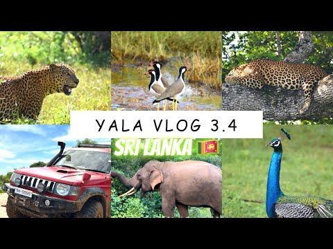 Vlog 36 - Yala National Park 3.4 | Leopard 🐘| offroad Drive | Yala Safari ​⁠Sri Lanka | Wild animal
