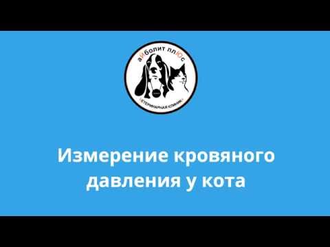 Измерение кровяного давления у кота в ветеринарной клинике "Айболит Плюс"