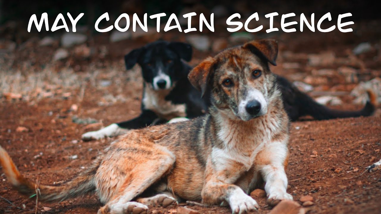 Did radiation give the dogs of Chernobyl superpowers? - YouTube