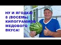 Ну и ягодка! 8 килограммов чистого медового вкуса!!!