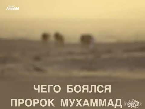 В раю будете с теми кого любили. Запах ребенка цитаты. 1400 лет назад пророк мухаммад. Пророк мухаммад в раю. Рай скрывается за трудностями а ад за удовольствиями.
