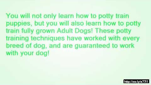 Dog training tip of the day- Fading a Lure (while teaching SPIN)