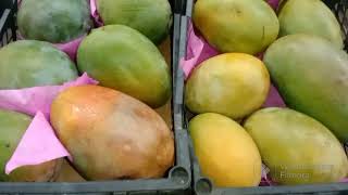 تجار سوق العبور : انخفاض ٤٠% خضار فاكهة سمك