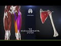 Anatomyka app 12  examine the entire skeletal system in highest details with accurate descriptions