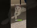 Common Sense Cat Catlovers Funny Shortsviral Common Sense Cat Catlovers Funny Shortsviral