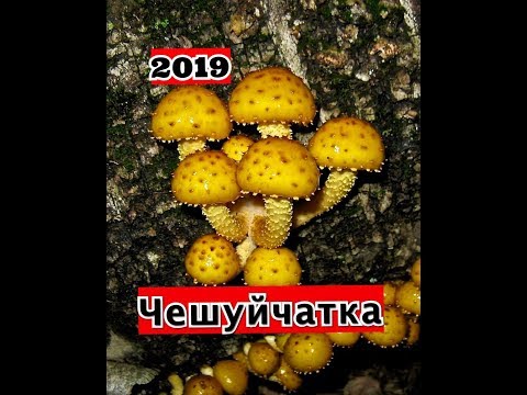 ЧЕШУЙЧАТКА ЗОЛОТИСТАЯ,СЕЗОН 2019(БЕРЁМ ИЛИ НЕТ?)