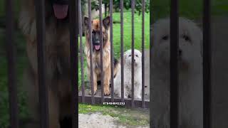 Dore Imbwa Ukeneye Gutunga