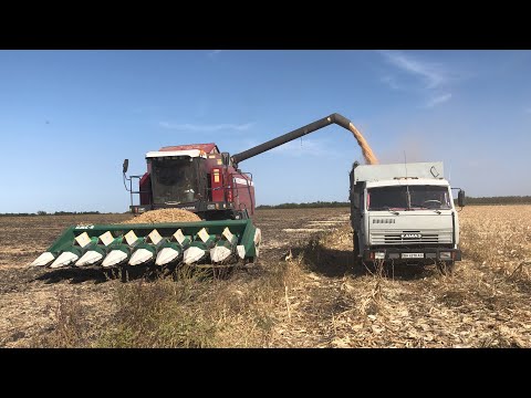Уборка кукурузы комбайном