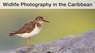 Costa Rica Part 7 - Shorebirds, herons and monkeys: The Caribbean coast
In the last video from Costa Rica, I photograph herons, various limicoles, monkeys and raccoons on the Caribbean coast. I would like to give you some tips on bird photography and the equipment I use for it.
My equipment (affiliate links):
Canon R5 https://amzn.to/3RIMcI6
Canon R10 https://bhpho.to/3QxcfEH
Canon RF 100-500 f/4.5-7.1 L IS https://bhpho.to/45FriR5
Canon RF 600mm f/4 L IS https://bhpho.to/48YNuHT
Canon RF 1.4x Extender https://bhpho.to/3RW1cWj
DXO PureRAW 4: https://tidd.ly/3VmJyNR
Topaz Photo AI: https://www.topazlabs.com/topaz-photo-ai/ref/901/
Do you want to get better bird pictures? Check out my new E-Book: https://naturfotografie-fopp.ch/wp/e-book-bird-photography/
Support my channel for the cost of a coffee: buymeacoffee.com/fabianfopp Costa Rica Part 7 - Shorebirds, herons and monkeys: The Caribbean coast