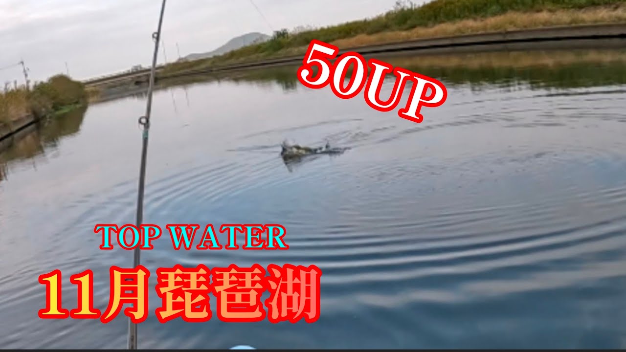 11月のシブい琵琶湖プロップペッパーJrで50UP！トップウォーターバス