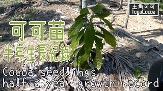 【可可生長紀錄】可可苗半年生長紀錄Cocoa seedlings half a ... 