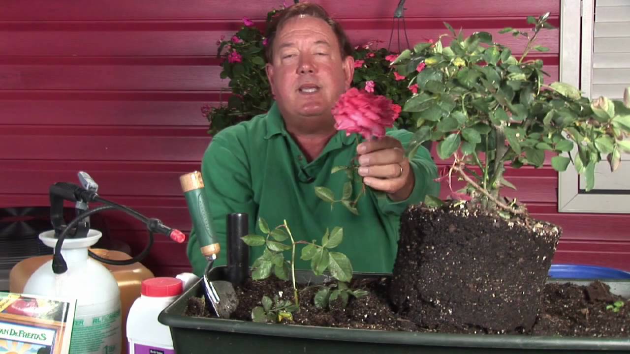 How To Prune Your Roses In 4 Easy Steps Youtube How To Prune Your Roses In 4 Easy Steps Youtube
