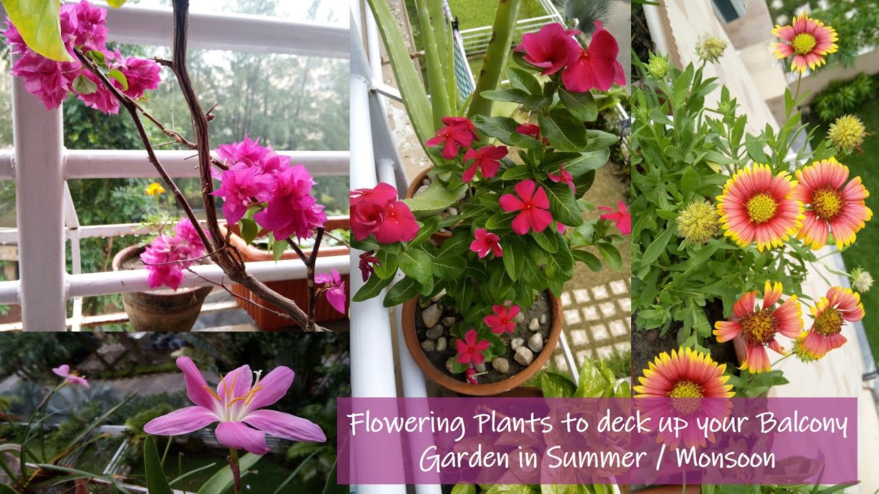 Easy Flowering Plants For Balcony Garden During Summer And Monsoon Balcony Flowers Balcony Plants Planting Flowers