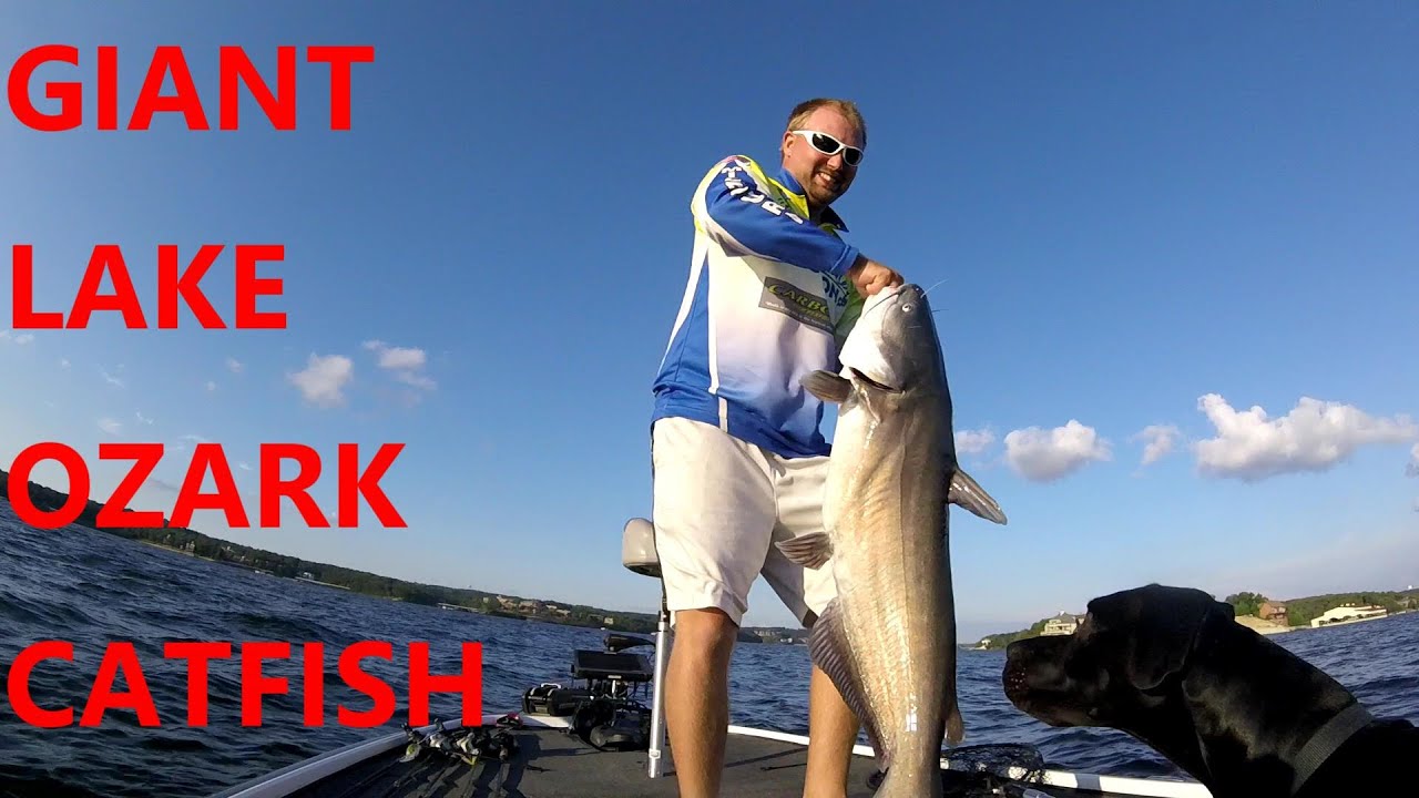 Huge Catfish Lake of the Ozarks. YouTube