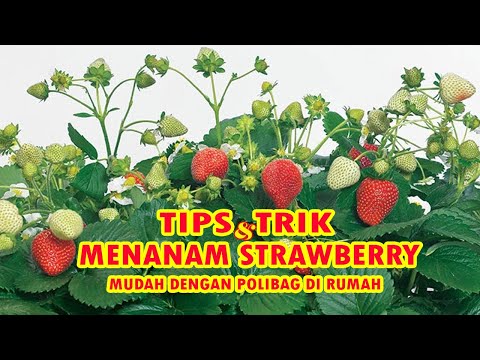Video: Apa Itu Pohon Strawberry - Informasi Dan Perawatan Pohon Strawberry