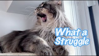 A cat nap became an epic struggle for my Maine Coon cat. 🐱💤 by Born 2b Fluffy 640 views 4 days ago 1 minute, 31 seconds