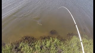 Opening Day Flounder/Fluke New Jersey 2018