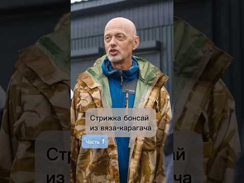 Стрижка бонсай из