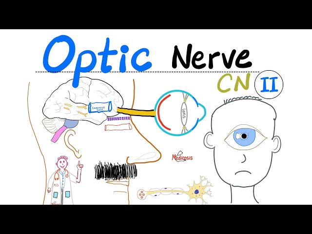 Optic Nerve & Visual Pathway | Cranial Nerve 2 (CN II