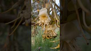 Durian Musang King Flowering and Care Techniques: Expert Tip