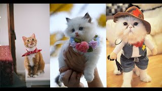 Funny cat Compilation videos 19 | Cat Vines by Cat Vines 7 views 2 years ago 1 minute, 24 seconds