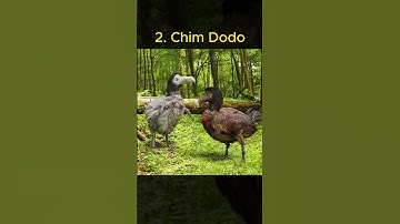 Học và Hỏi - Những loài vật đã tuyệt chủng bị camera ghi lại P1 #animals  #khampha #thegioidongvat