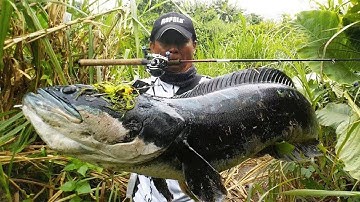 Kinh Nghiệm Câu Lure Cá Lóc Học Của Người Thái