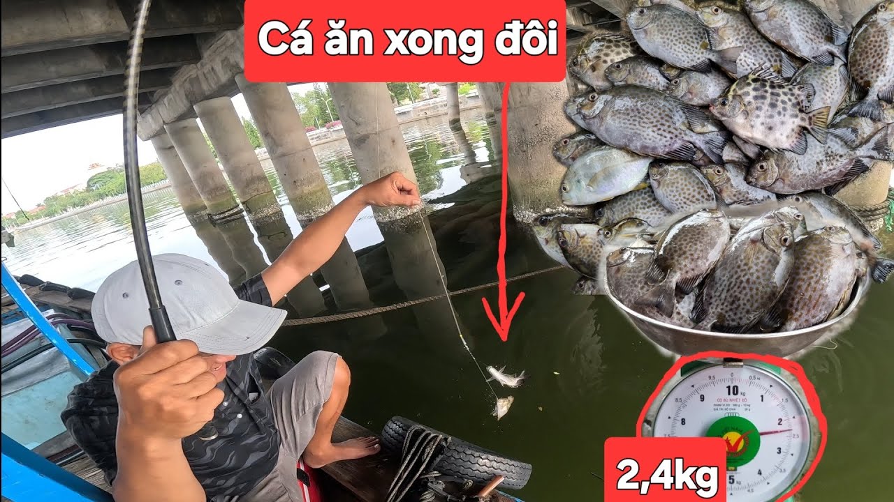 Làm ổ để câu cá rìa,cá nâu,tại cầu TP PHAN THIẾT. Cá ăn liên tục, giật ...