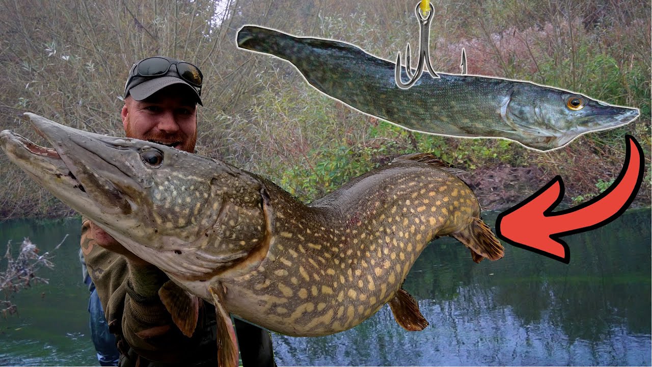 ●BIG PIKE / ALL I GOT The Biggest Pike of my LIFE! | What a GIANT! - YouTube