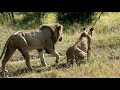 Male Lion Mates with Unknown Lioness (Imbali Male)