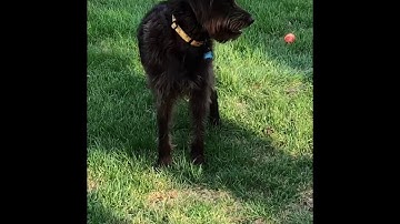 Ava the German Wirehaired Pointer