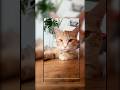 Play Hard. Chill Harder. This is Malus Energy😻🐾 #pishypishy #cat #cat Full Movie 👇🏻