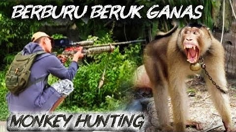 BERBURU BERUK GANAS LEPAS DARI KANDANG‼️ KETIKA KERA LIAR MERAJALELA‼️MONKEY HUNTING🐒BERBURU KERA