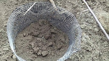 3Canyons Permaculture Orchard Update - Montmorency Cherry - Apple - Pocket Gopher Protection