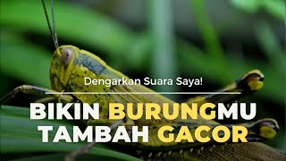 PANCINGAN SUARA BELALANG EMAS BUAT BURUNG KESAYANGAN MU SEMAKIN GACOR| 3 JAM