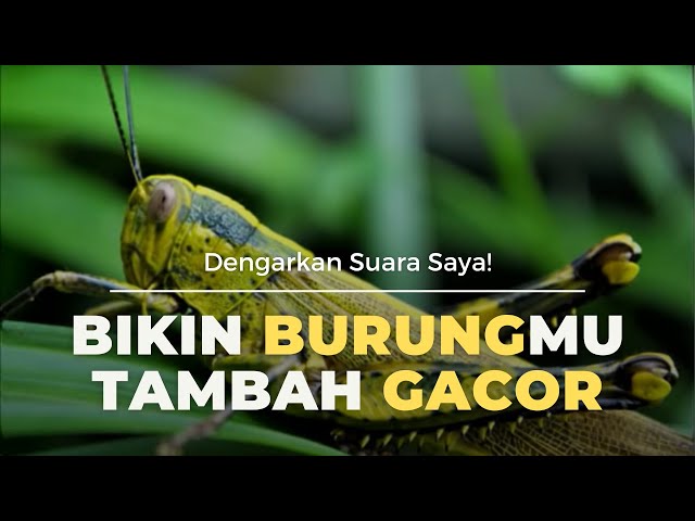 PANCINGAN SUARA BELALANG EMAS BUAT BURUNG KESAYANGAN MU SEMAKIN GACOR| 3 JAM class=