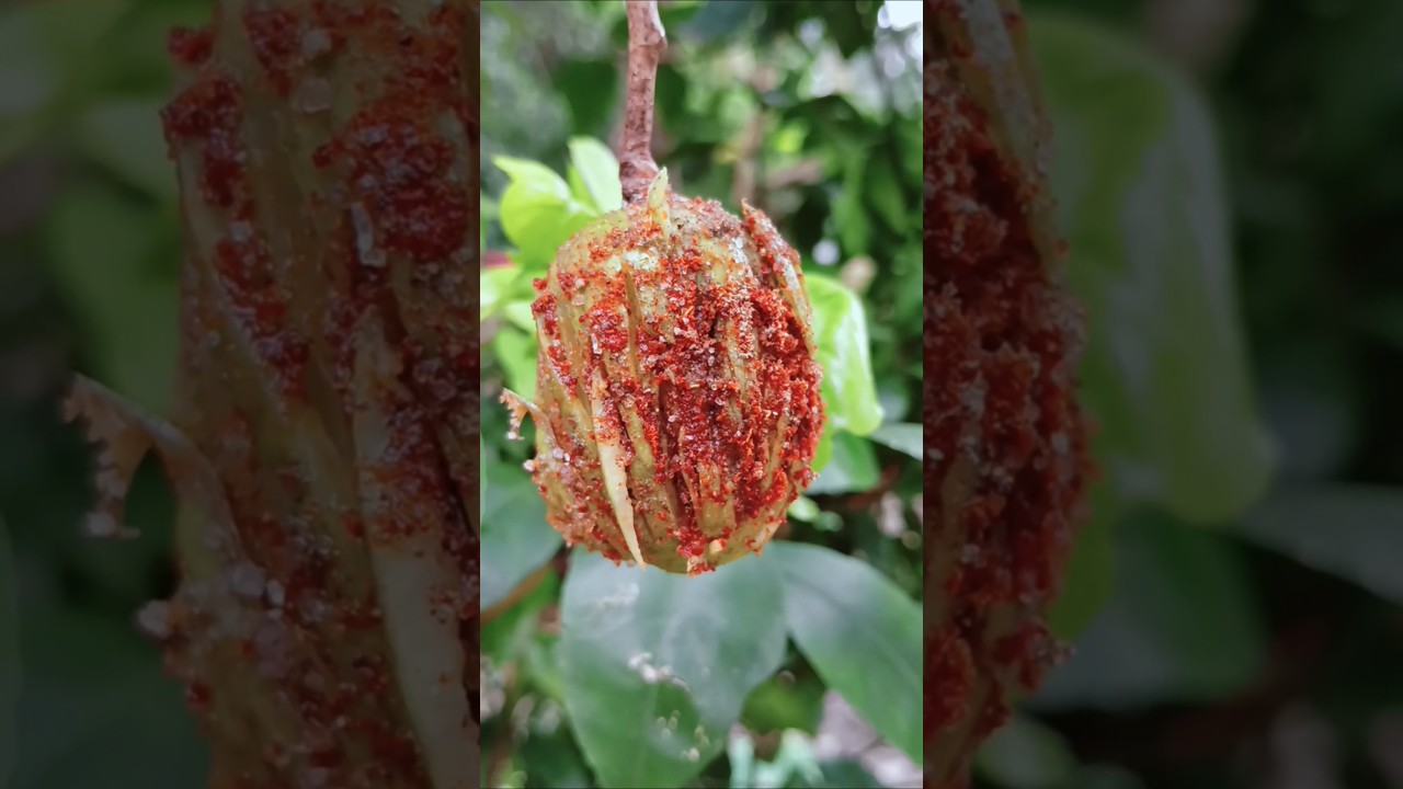 Amra Pickle Recipe 🫒😋||| 