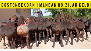 1 MLNDAN BARRA QOʻZILAR BUNAQASI KAMDAN KAM SHOSHILAMIZ