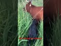 Subscribe for more like this New baby calf today #babycow #calf #angus