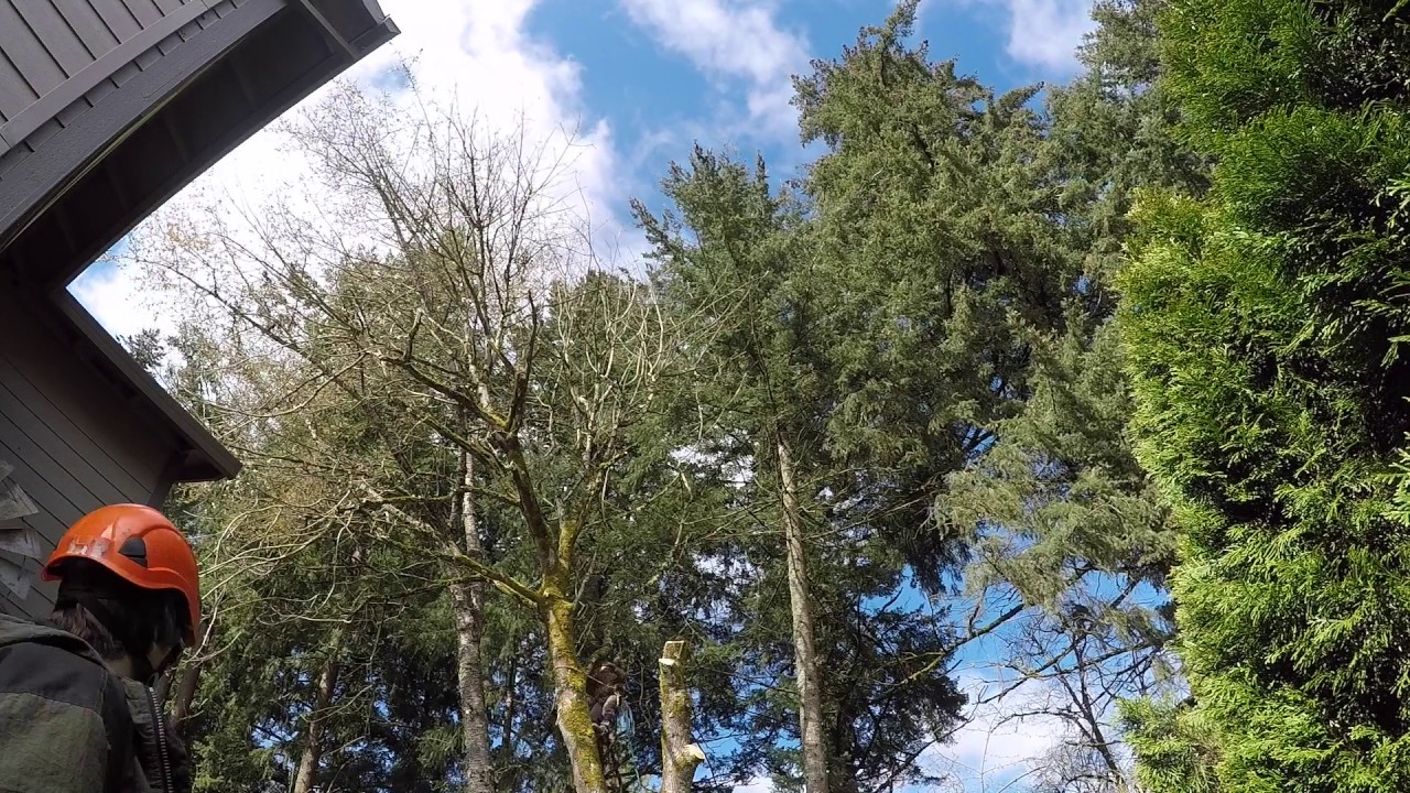 Nathan Piecing Out a Large Tree—time lapse (3-17)