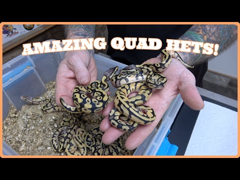 Crazy Quad Het Ball Pythons For The Future!