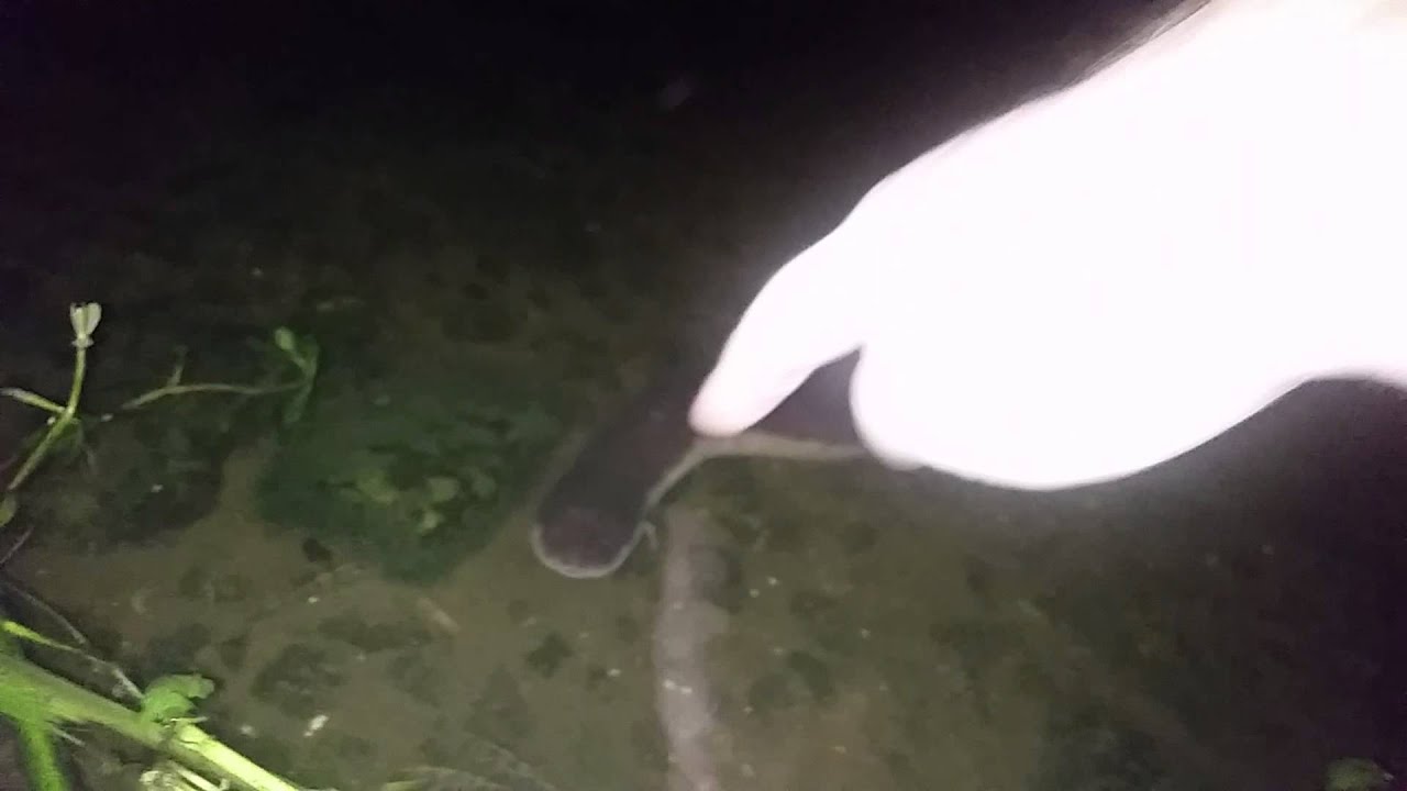 Blue, my amphiuma neighbor.