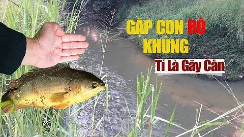 Câu Cá Rô Trê Mùa Suối Cạn, Cá Dồn Ổ, Gặp Ngay Em Rô Đồng Khủng Giật Muốn Gẫy Cần Luôn