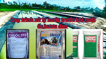 Hướng dẫn xử lý nước hồ ốc bươu đen trước khi nuôi ốc