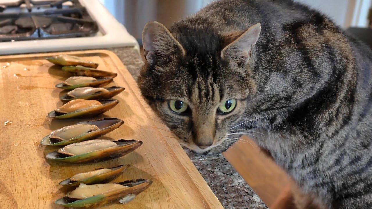 Cat Eats Mussels ムラサキイガイを食べるねこ YouTube