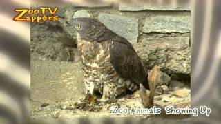 Zoozappers - Animal Mix