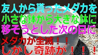 メダカを友人からもらい大きな入れ物に移そうとした次の日メダカが全滅！しかし奇跡が。。。