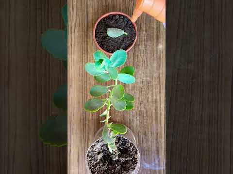 Propagation Of Kalanchoe Fedtschenkoi Plant From Leaf #propagation #kalanchoe #plantcare