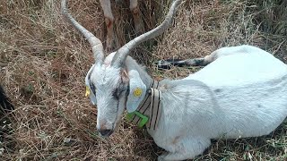 Me atacan las cabras mientras intento curarlas en el monte 😅🐐